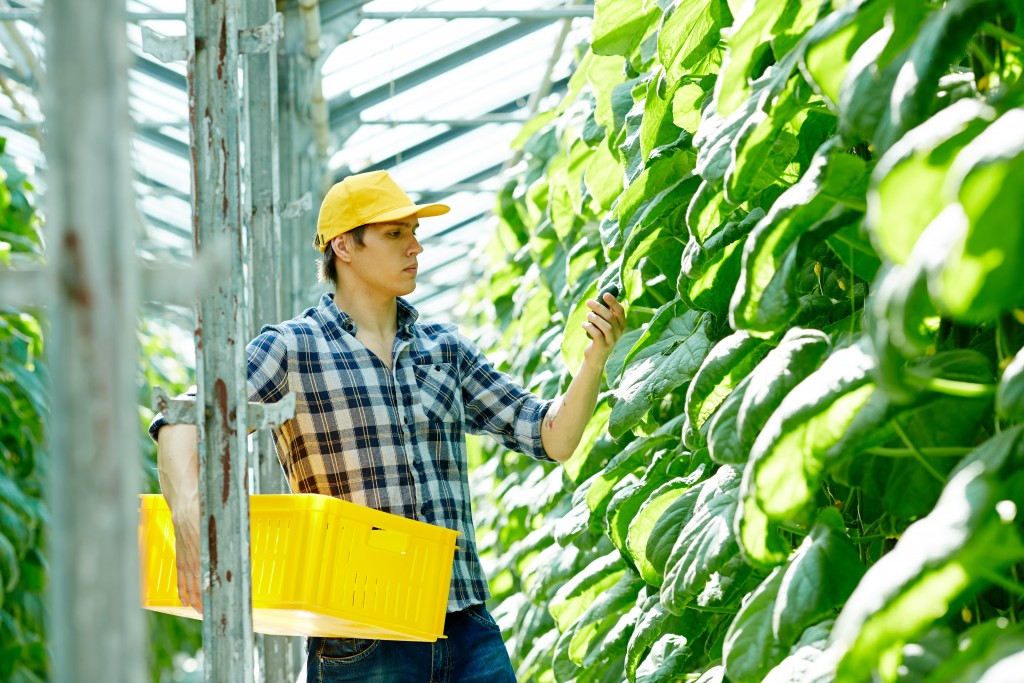 harvesting fruits