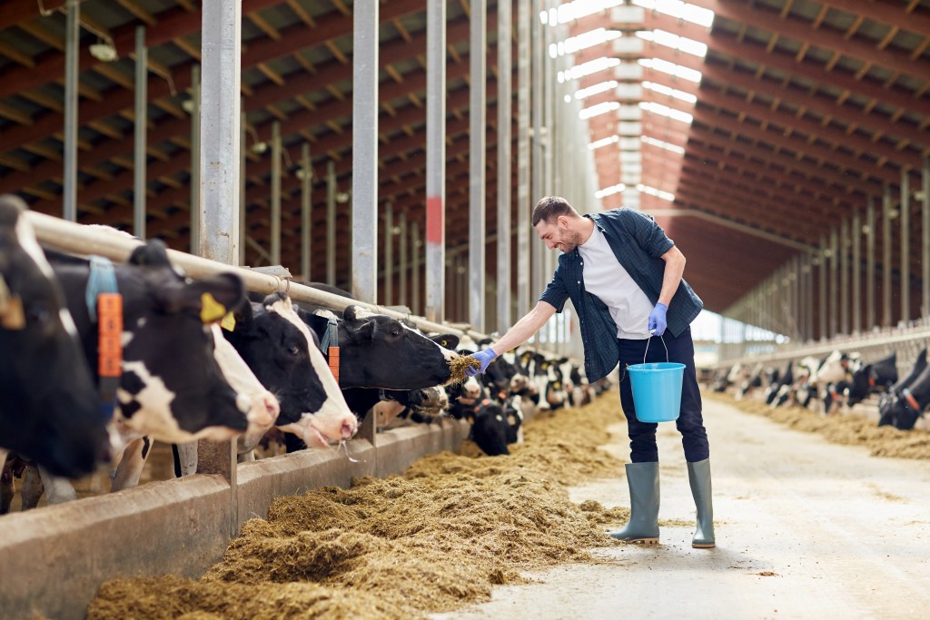 farmer feeding the cows