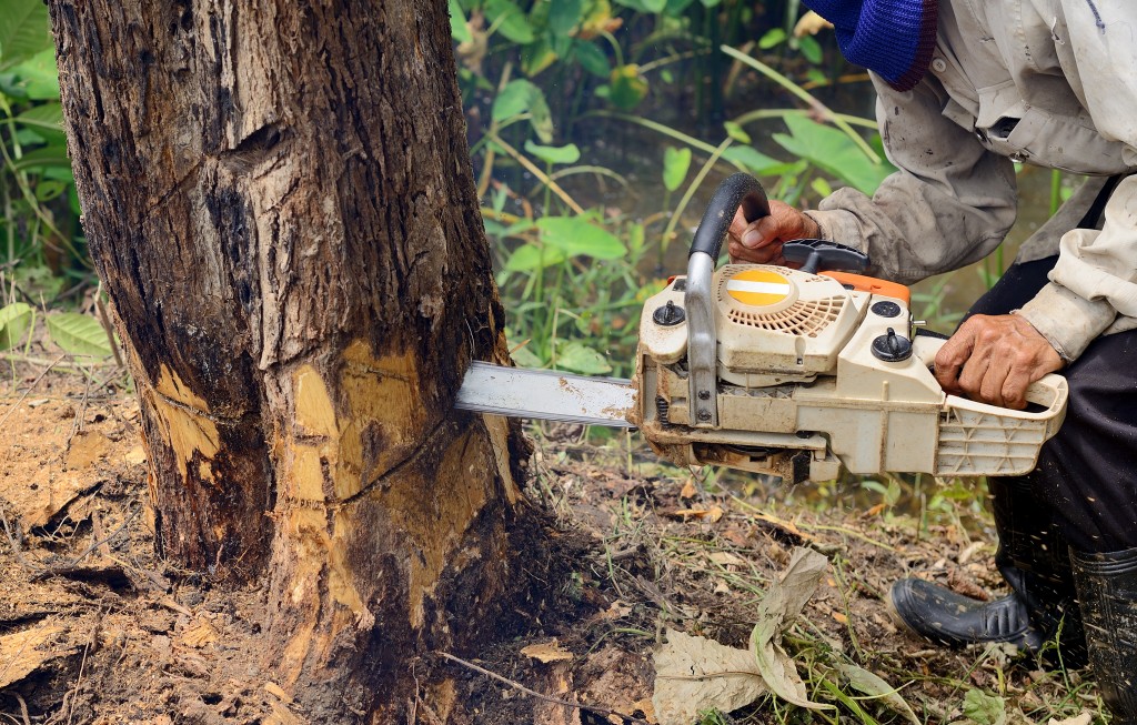 cutting down tree