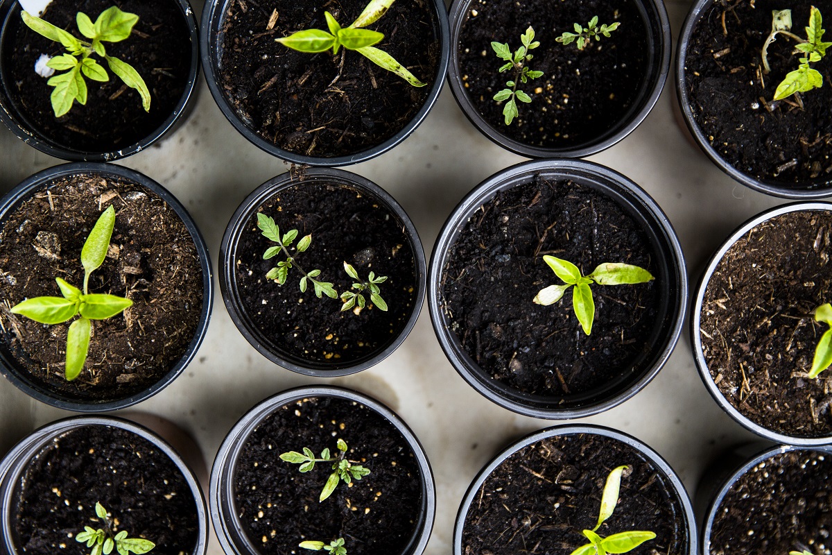 taking care of your first plant