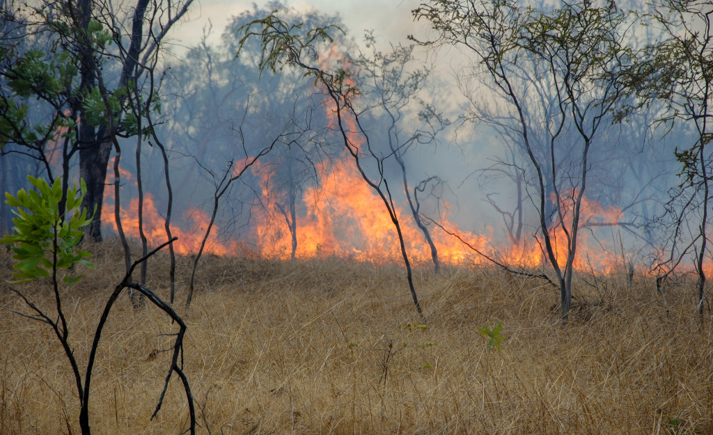 burning grass